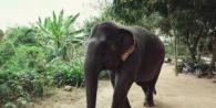 Къде да яздите слонове, кое е най-доброто шоу за трансвестити и други съвети за атракции в Патая Ферма за слонове в Патая
