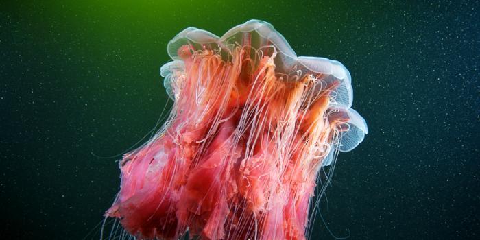 Арктическая цианея - самая большая медуза на земле Самые крупные в мире медузы